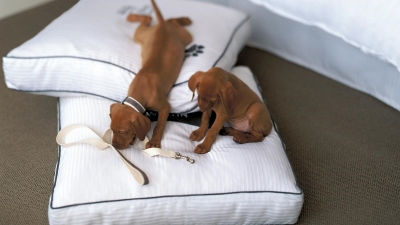Austin Pet Friendly Hotel The Westin Downtown Austin Pet Friendly Hotels